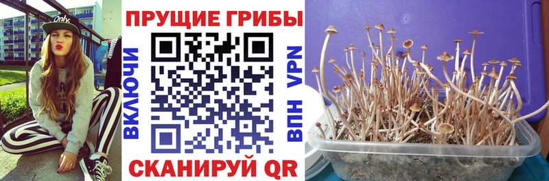 Псилоцибиновые грибы GOLDEN TEACHER  Абинск 